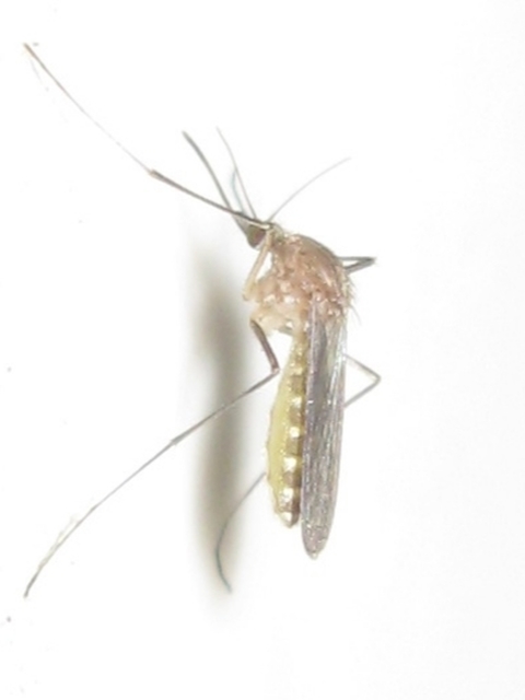 Culicidae - csípőszúnyogok
