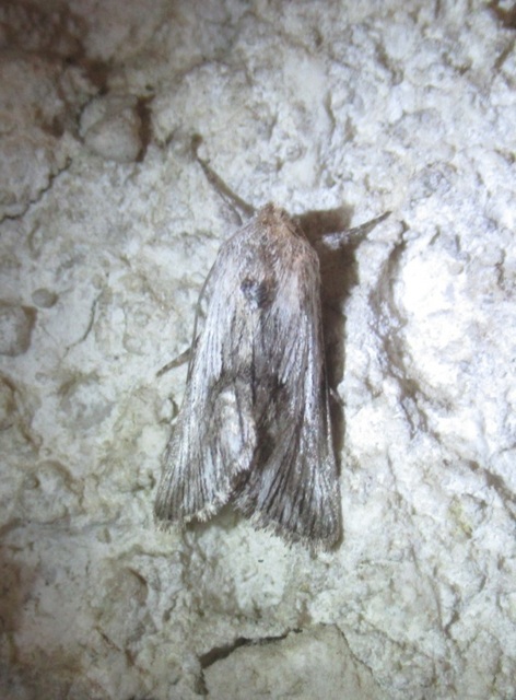 Calophasia platyptera - szürke apróbagoly