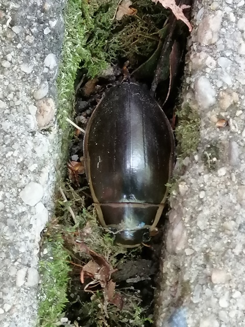 Dytiscus marginalis - szegélyes csíkbogár