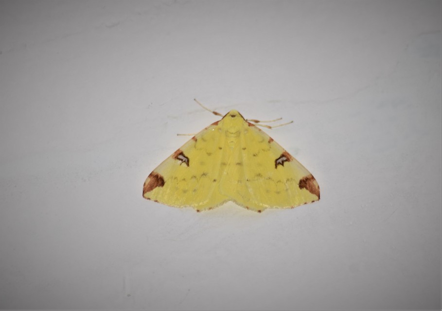 Opisthograptis luteolata - citromsárga araszoló
