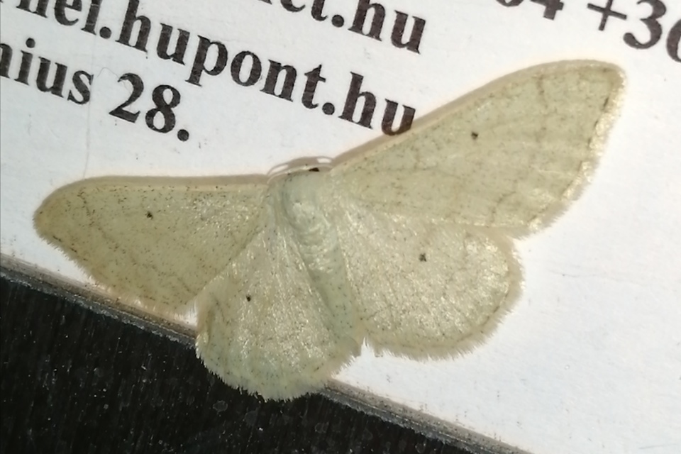 Idaea straminata - szalmasárga sávosaraszoló