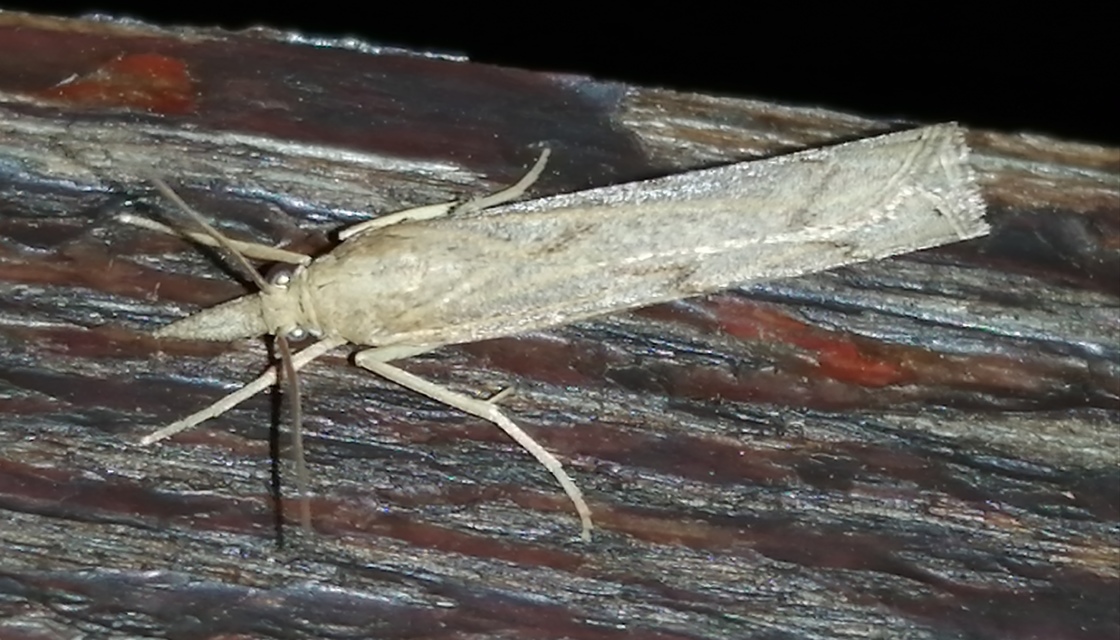 Pediasia contaminella - mocskos fűgyökérmoly
