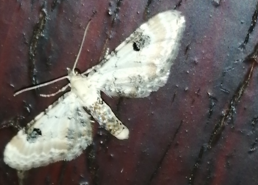 Eupithecia centaureata - búzavirág-törpearaszoló