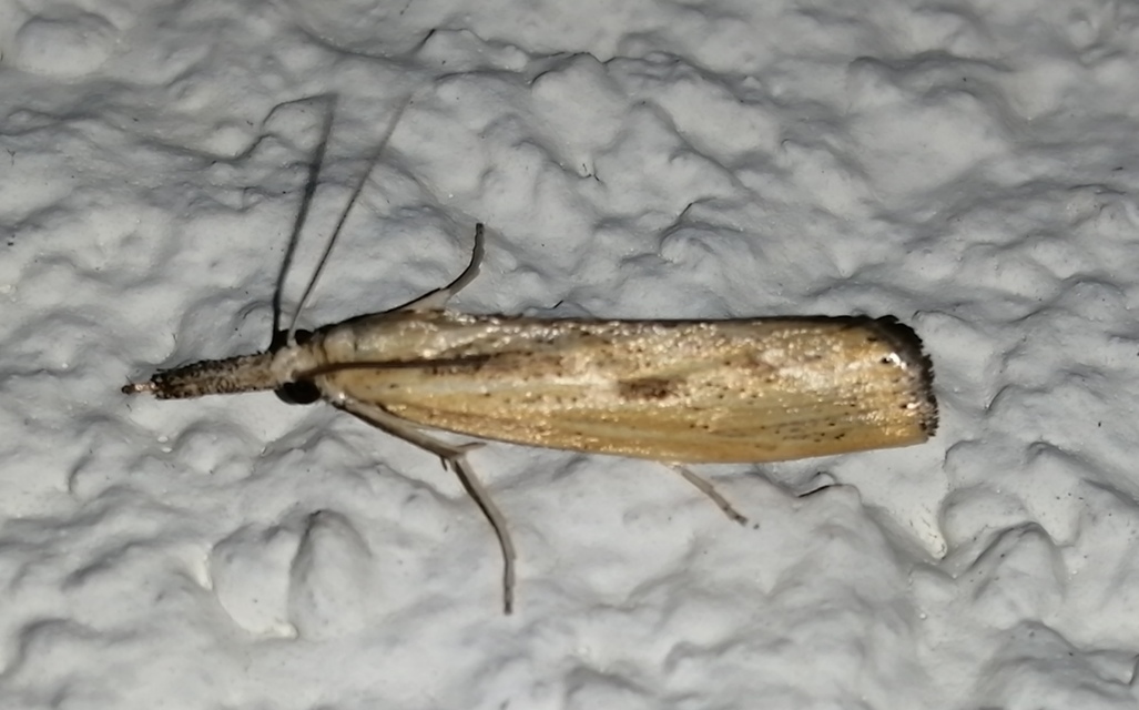 Agriphila inquinatella - közönséges fűgyökérmoly