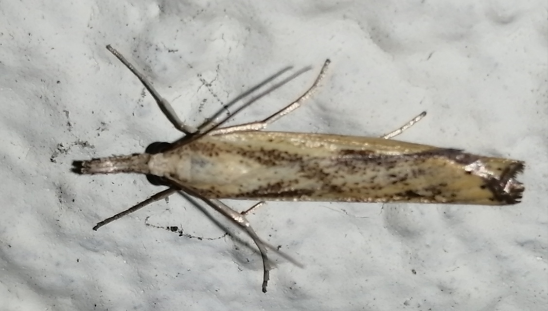 Agriphila inquinatella - közönséges fűgyökérmoly