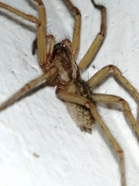 Eratigena agrestis - réti zugpók