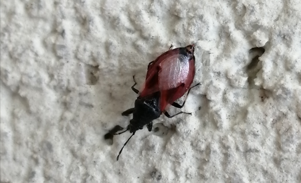 Oxycarenus lavaterae - hársbodobács