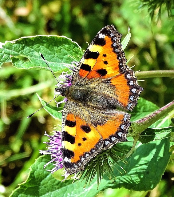 Nymphalis urticae - kis rókalepke