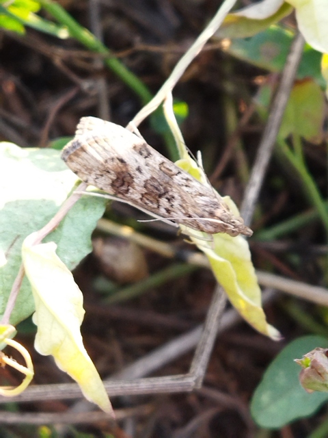 Nomophila noctuella - közönséges vándormoly