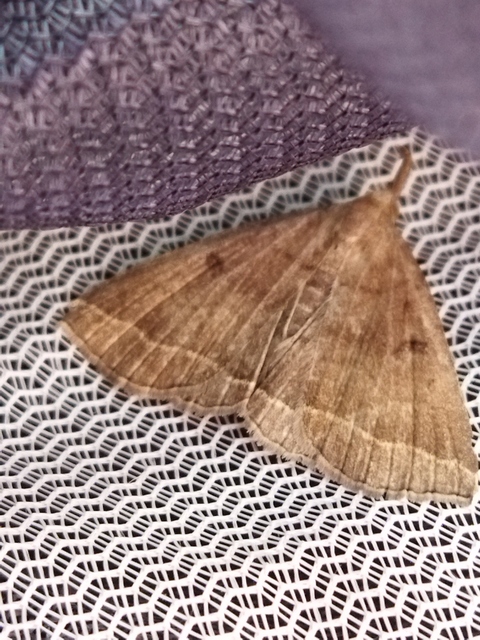 Pechipogo plumigeralis - tollascsápú karcsúbagoly