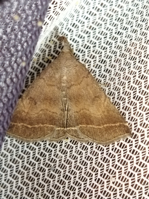 Pechipogo plumigeralis - tollascsápú karcsúbagoly