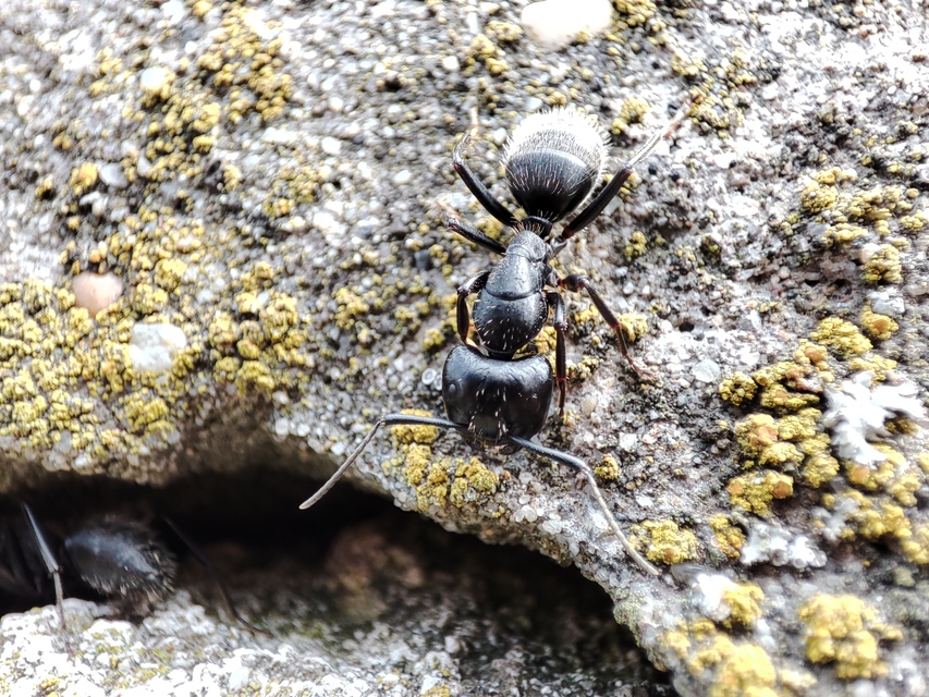 Camponotus vagus - fekete lóhangya