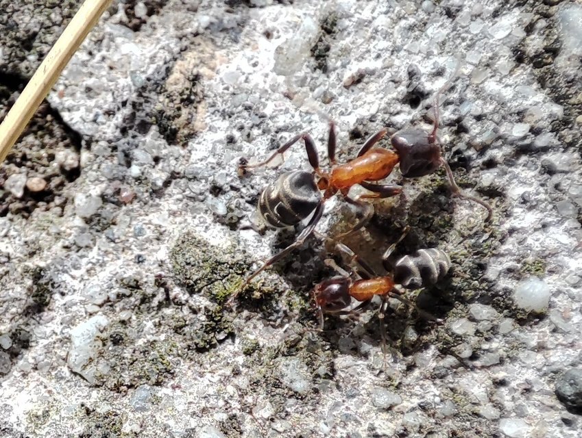 Liometopum microcephalum - tölgyfahangya