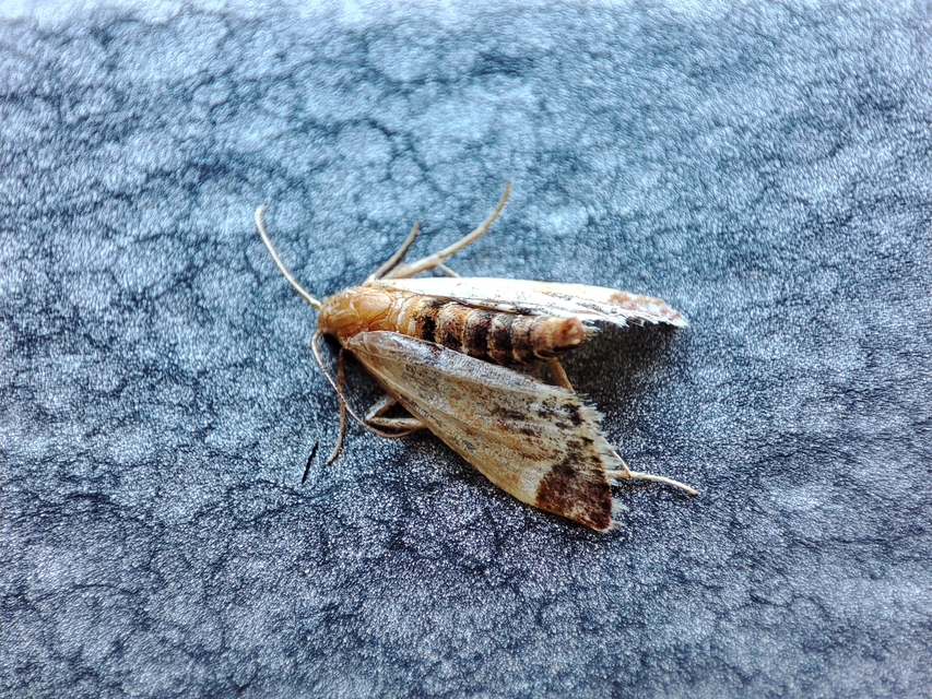 Pyralis farinalis - lisztilonca