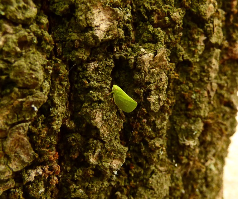 Acanalonia conica - élénkzöld lepkekabóca