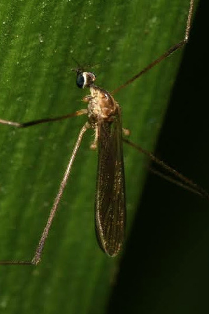 Erioptera