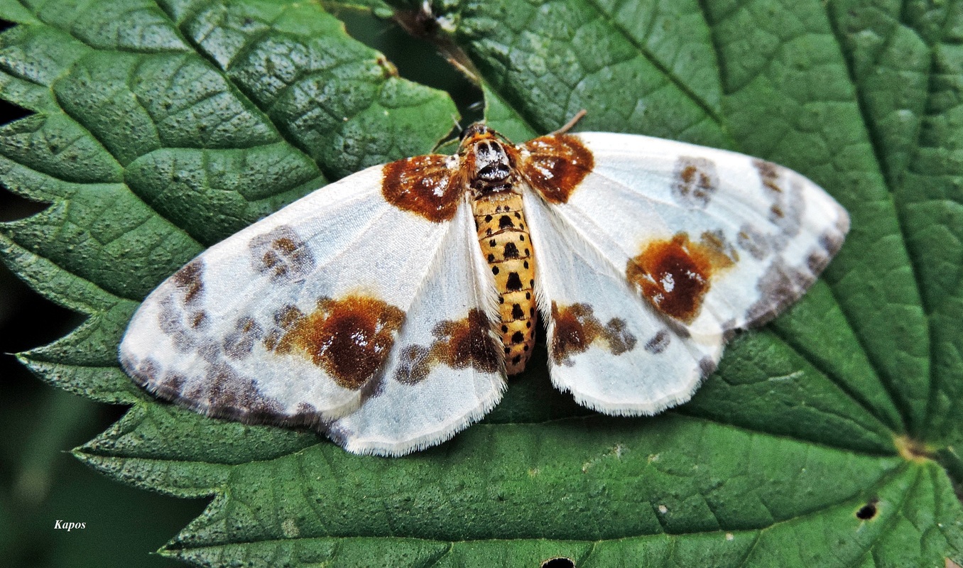 Abraxas sylvata - sárgafoltos araszoló