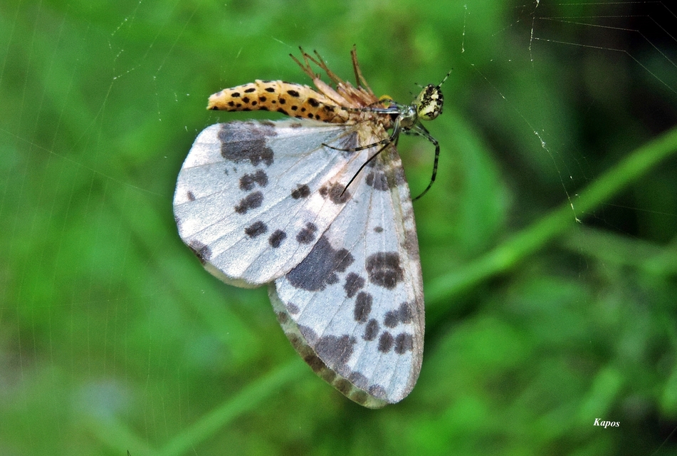 Abraxas sylvata - sárgafoltos araszoló