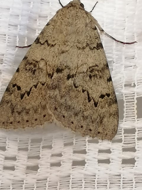 Catocala puerpera - nyárfa-övesbagoly