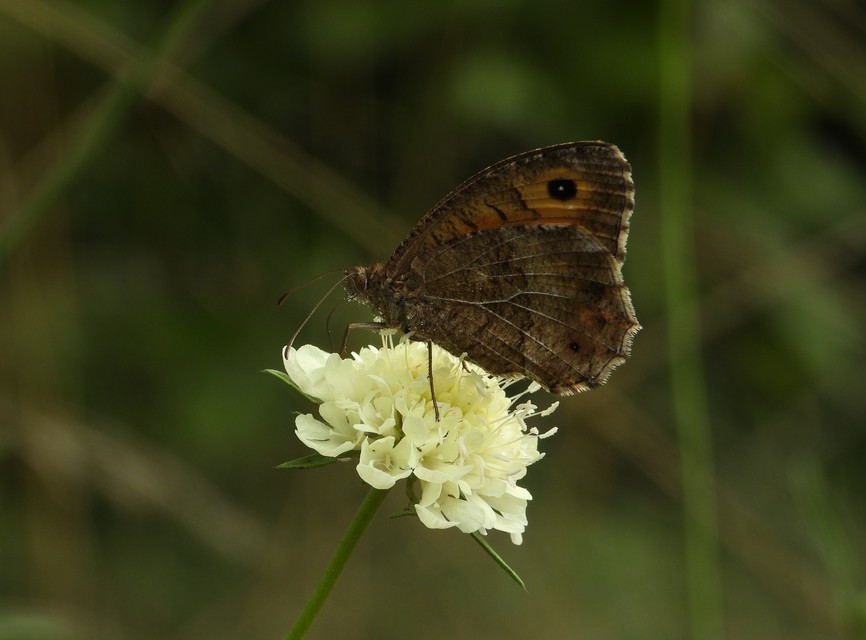 Arethusana arethusa - közönséges szemeslepke
