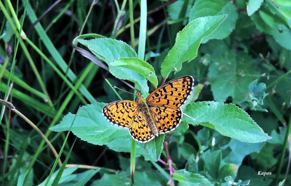 Boloria selene - fakó gyöngyházlepke