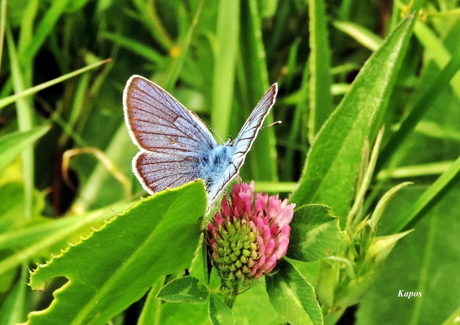 Cyaniris semiargus - aprószemes boglárka