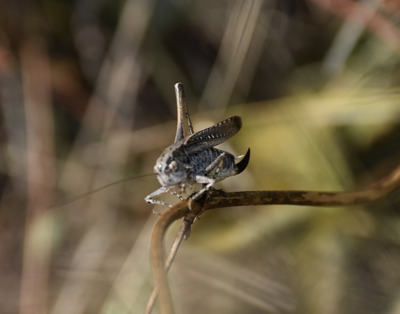 Platycleis grisea - szürke rétiszöcske