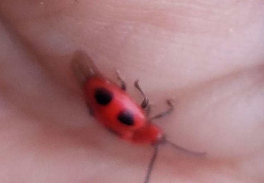Endomychus coccineus - négypettyes álböde