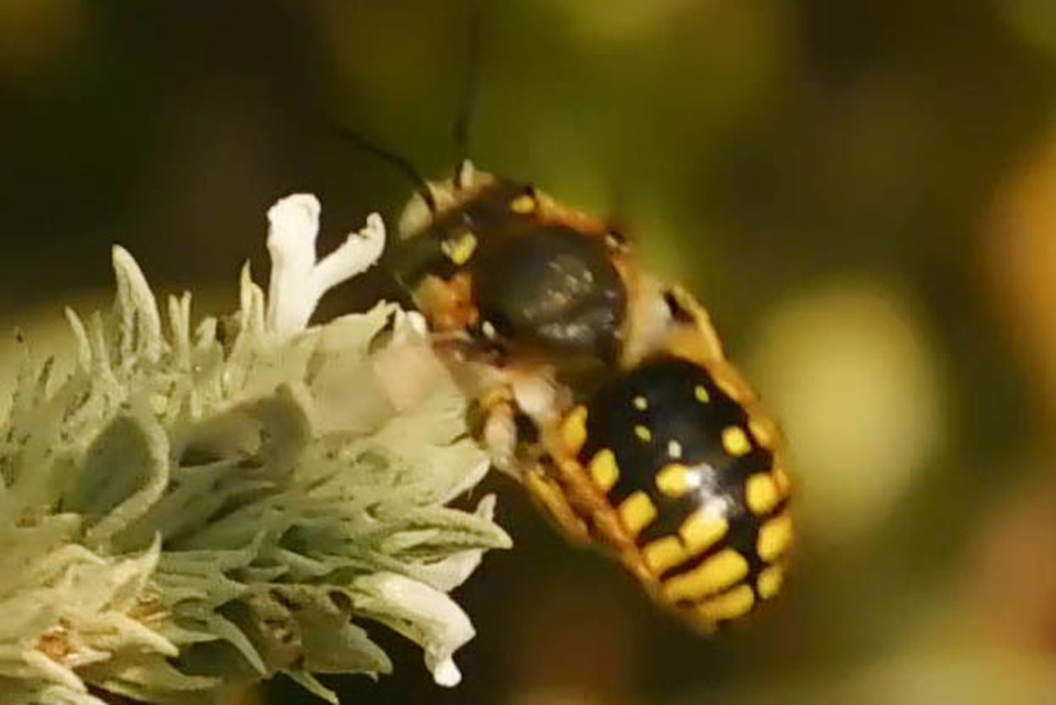 Anthidium manicatum
