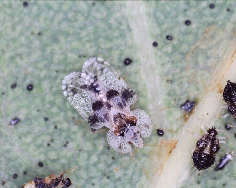 Corythucha arcuata - tölgy-csipkéspoloska