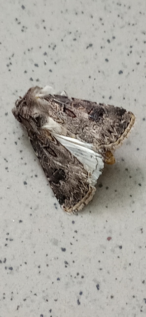 Agrotis bigramma - kétjegyű földibagoly