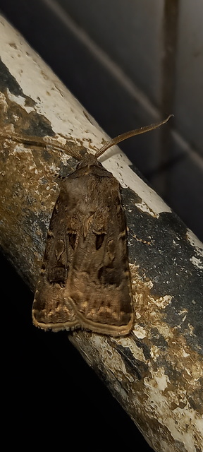 Agrotis bigramma - kétjegyű földibagoly