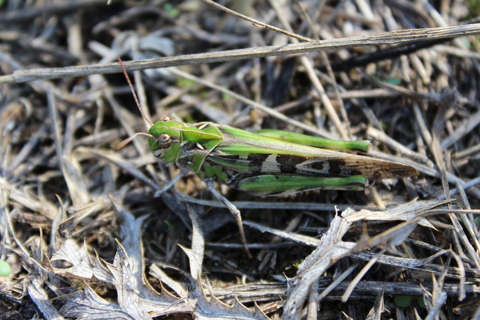 Oedaleus decorus - szalagos sáska