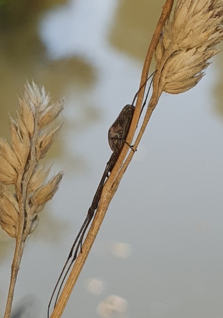 Tetragnatha
