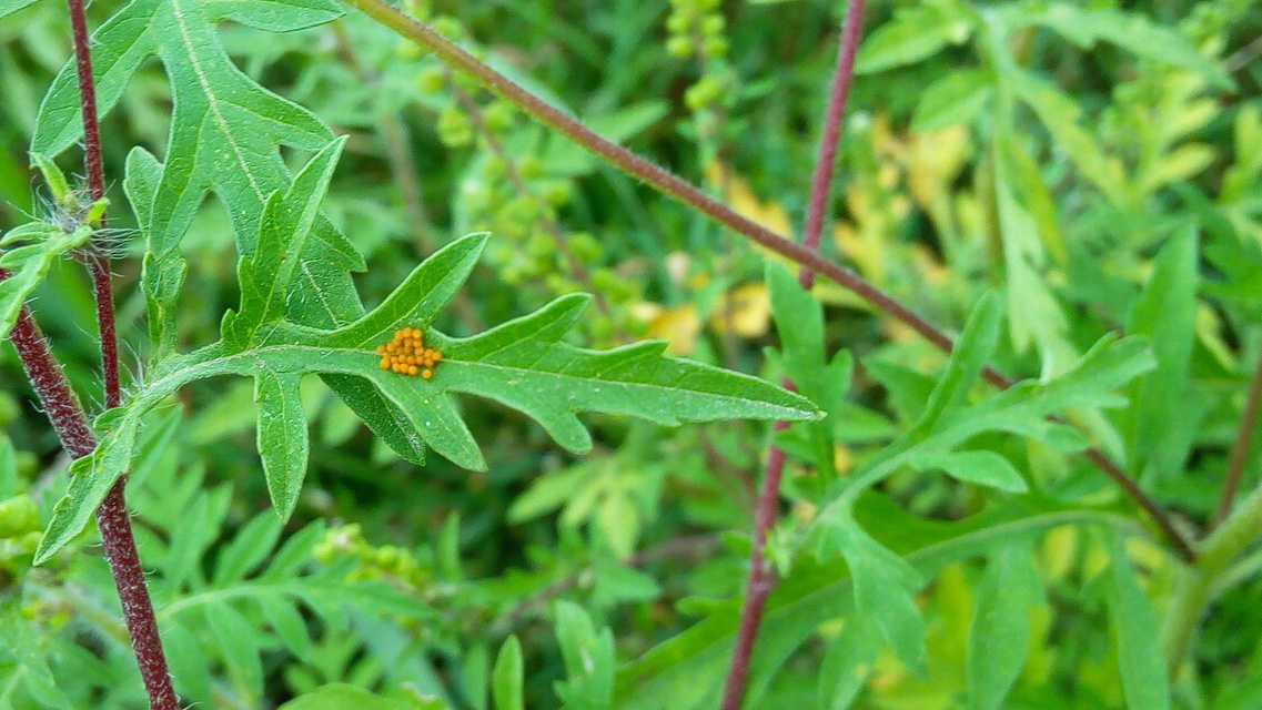 Ophraella communa - parlagfű-olajosbogár