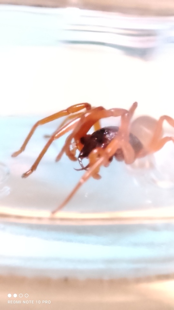 Dysdera