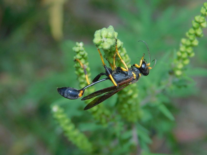 Sceliphron caementarium - feketenyelű lopódarázs