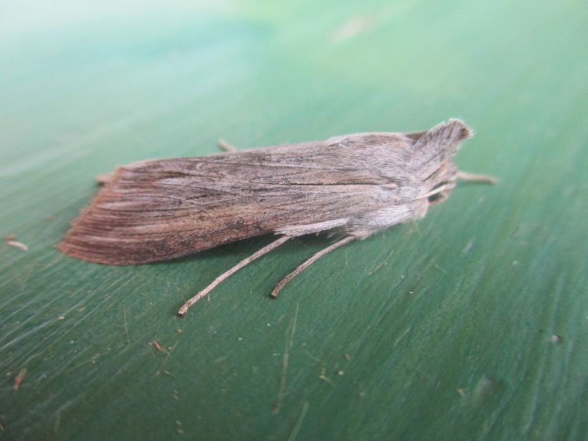 Cucullia umbratica - közönséges csuklyásbagoly