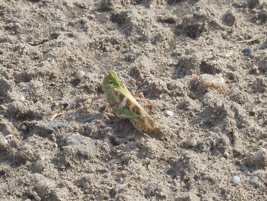 Oedaleus decorus - szalagos sáska