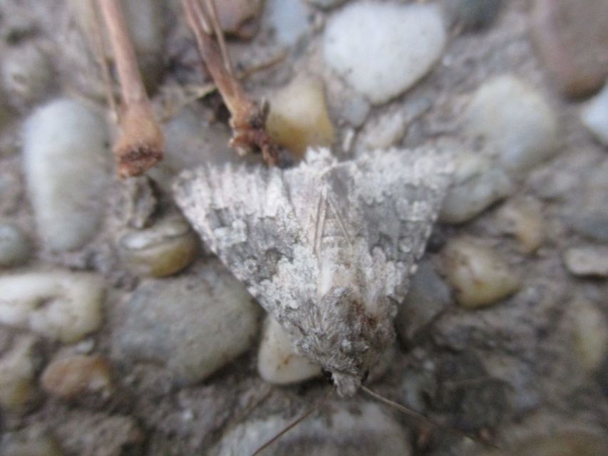 Hecatera dysodea - parajbagoly