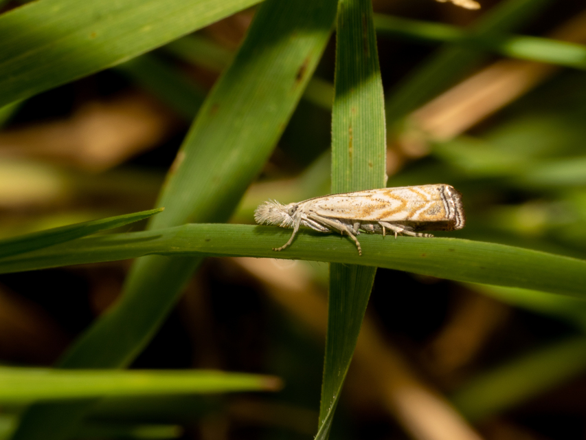 Platytes cerussella - törpe fűgyökérmoly