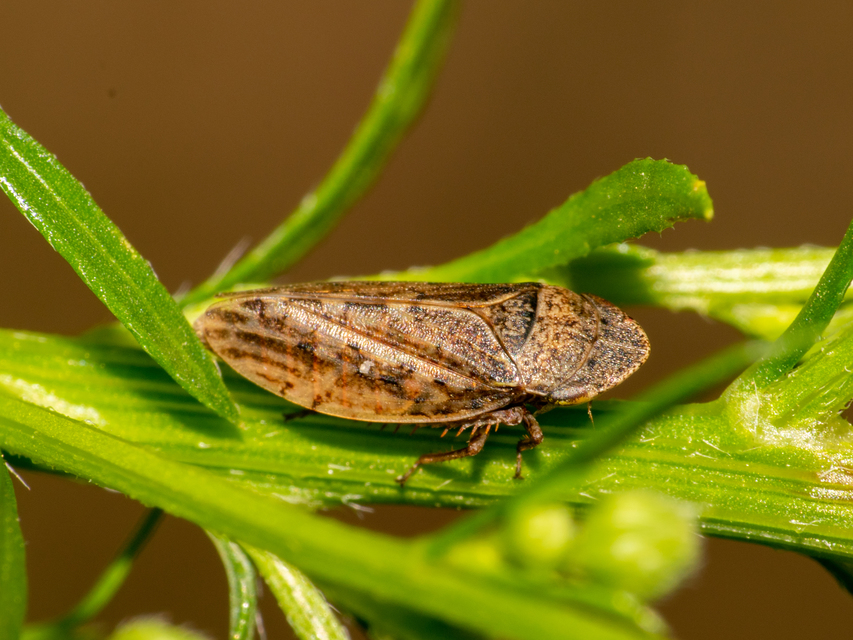 Aphrodes