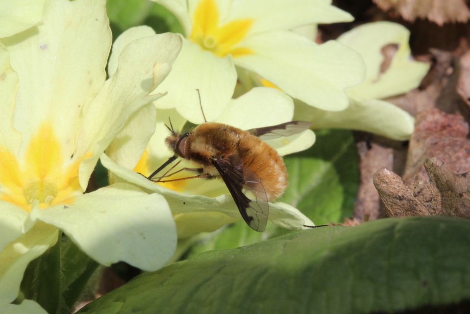 Bombylius major - szegélyes pöszörlégy