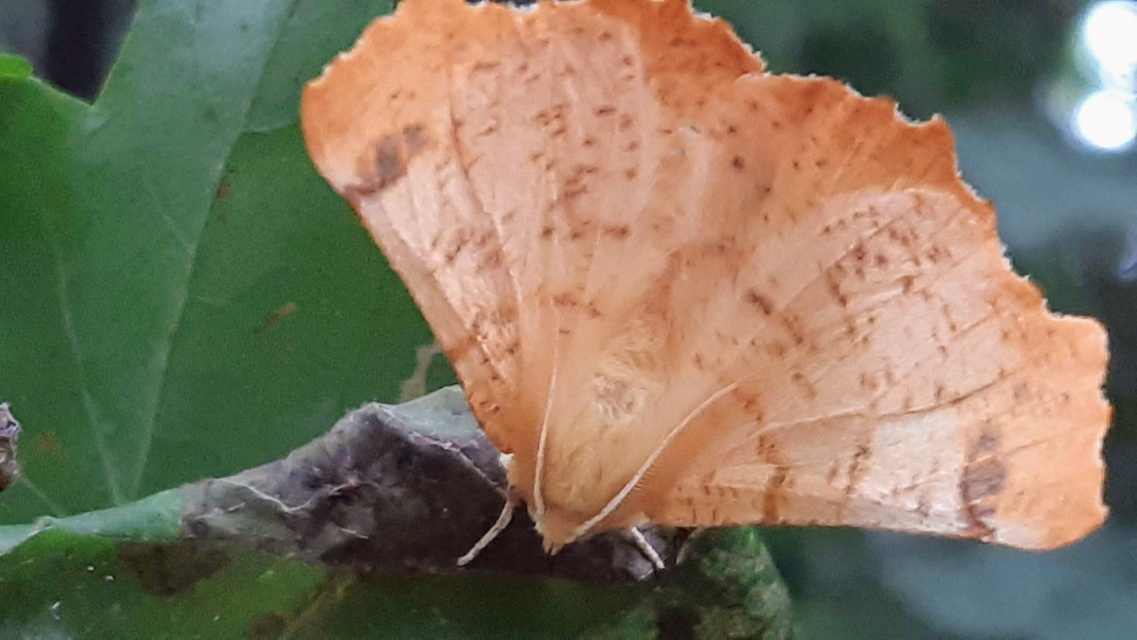 Ennomos autumnaria - őszi levélaraszoló