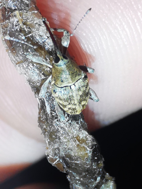 Curculio glandium - tölgymakkzsuzsóka