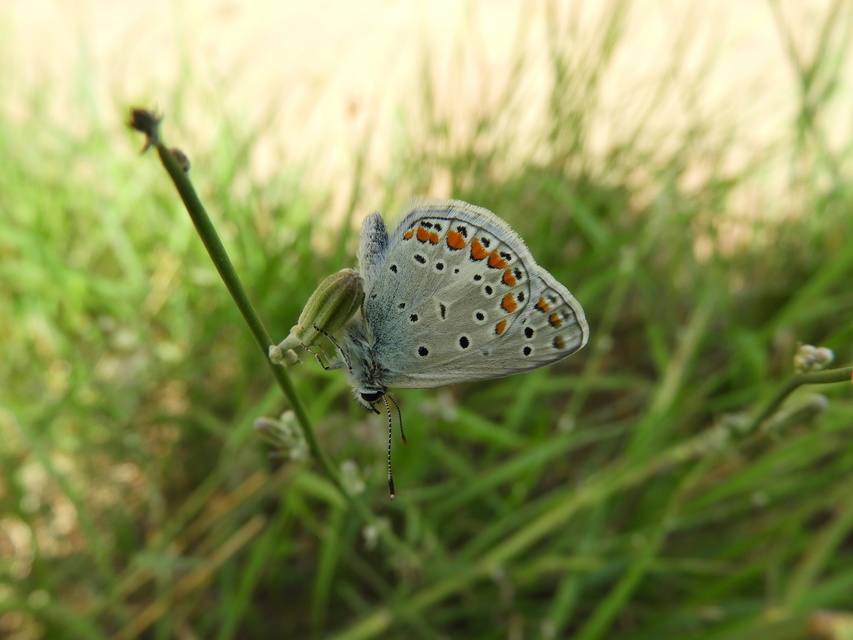 Polyommatus thersites - ibolyaszín boglárka