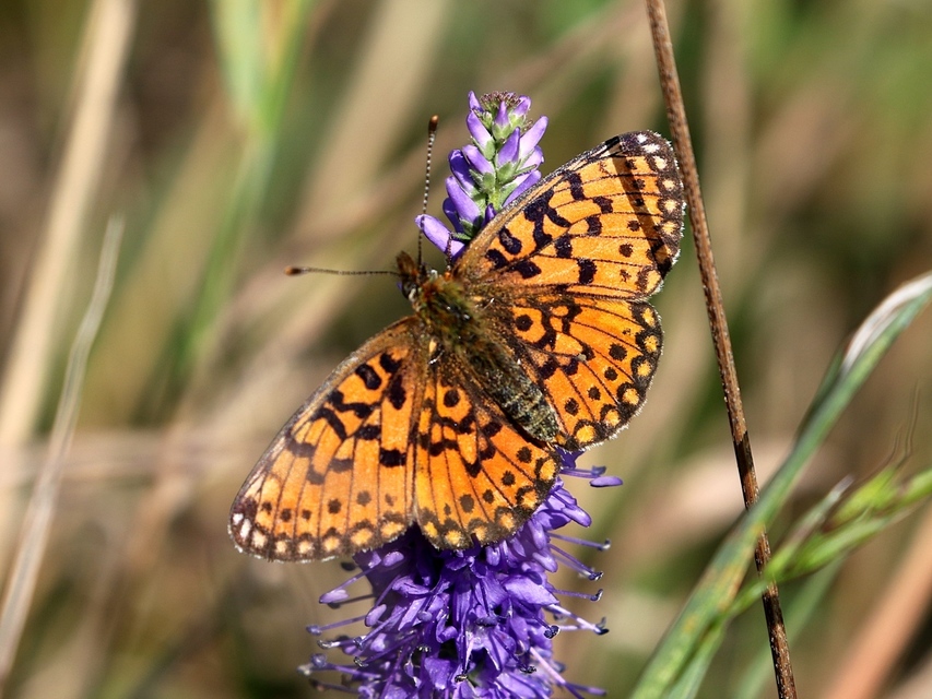 Boloria selene - fakó gyöngyházlepke