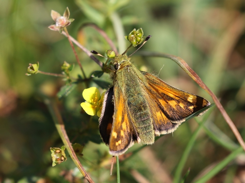 Hesperia comma - vesszős busalepke