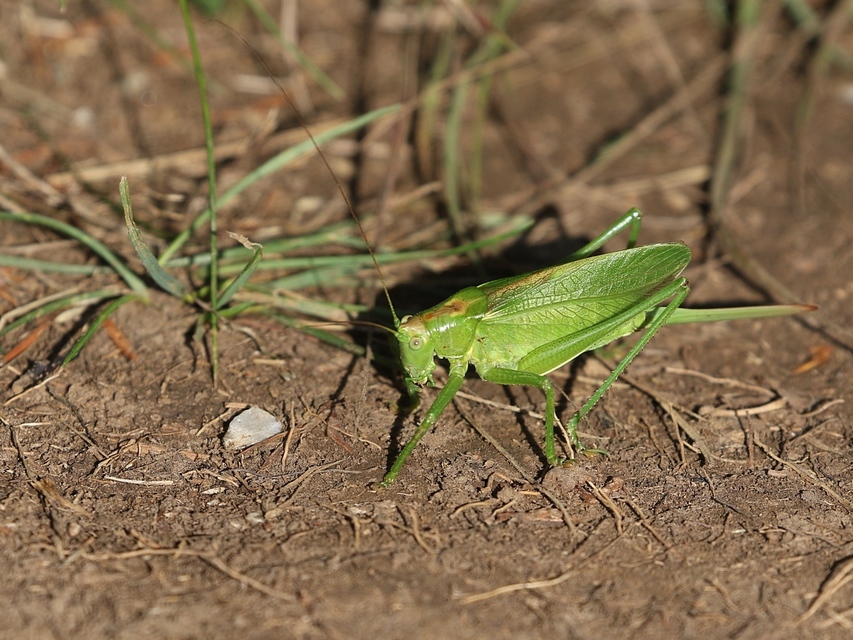 Tettigonia cantans - éneklő lombszöcske