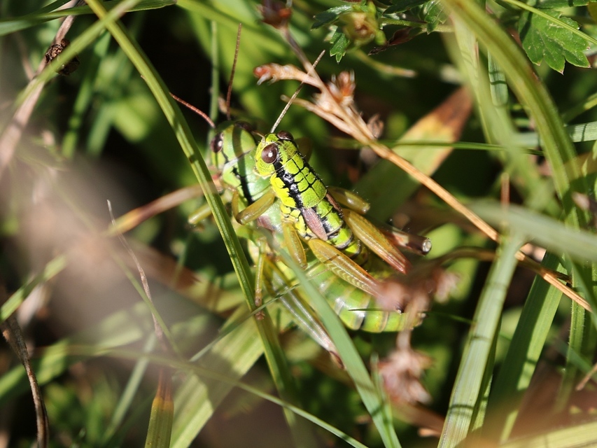 Pseudopodisma nagyi - Nagy-hegyisáska